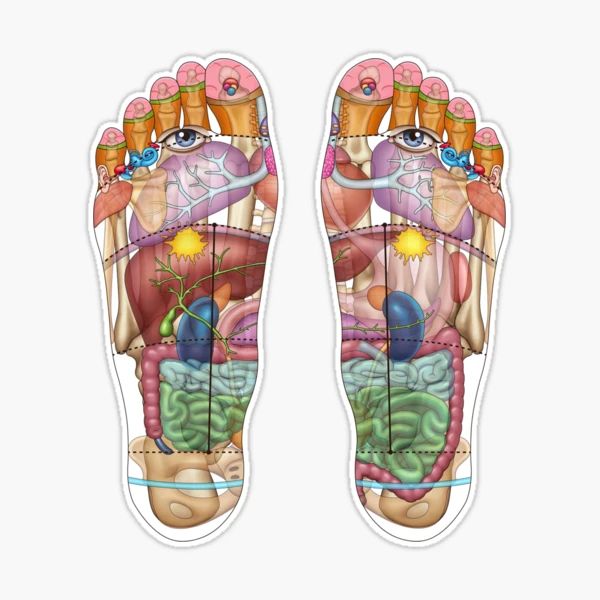 Foot Anatomy Sticker - drtobe