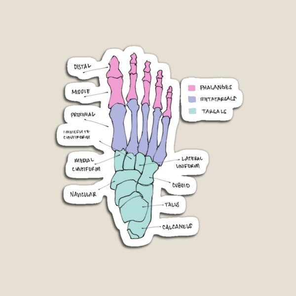Foot bone Sticker - drtobe