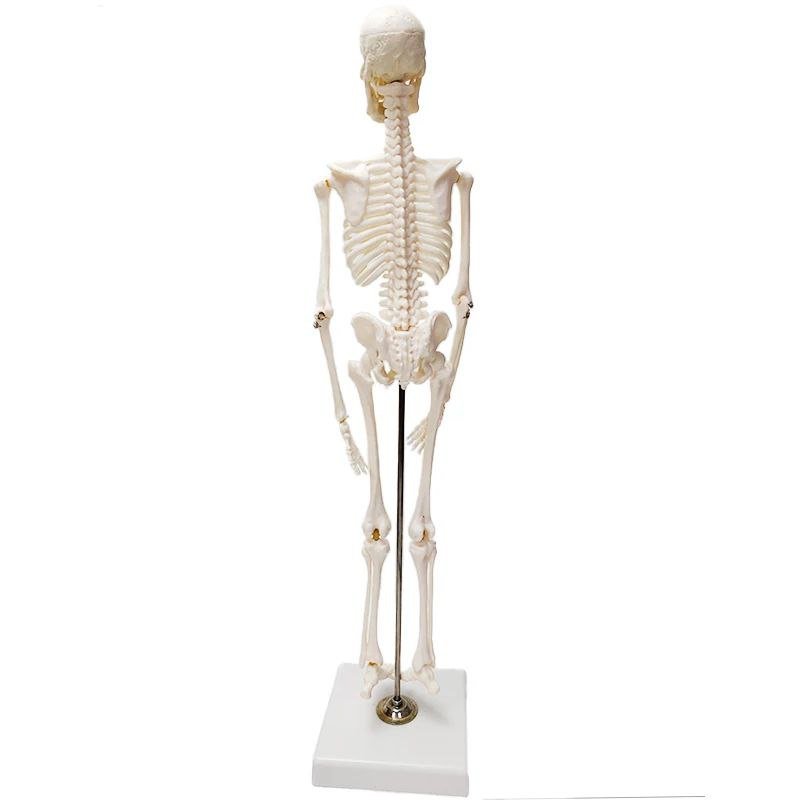 Full Skeleton Model - drtobe