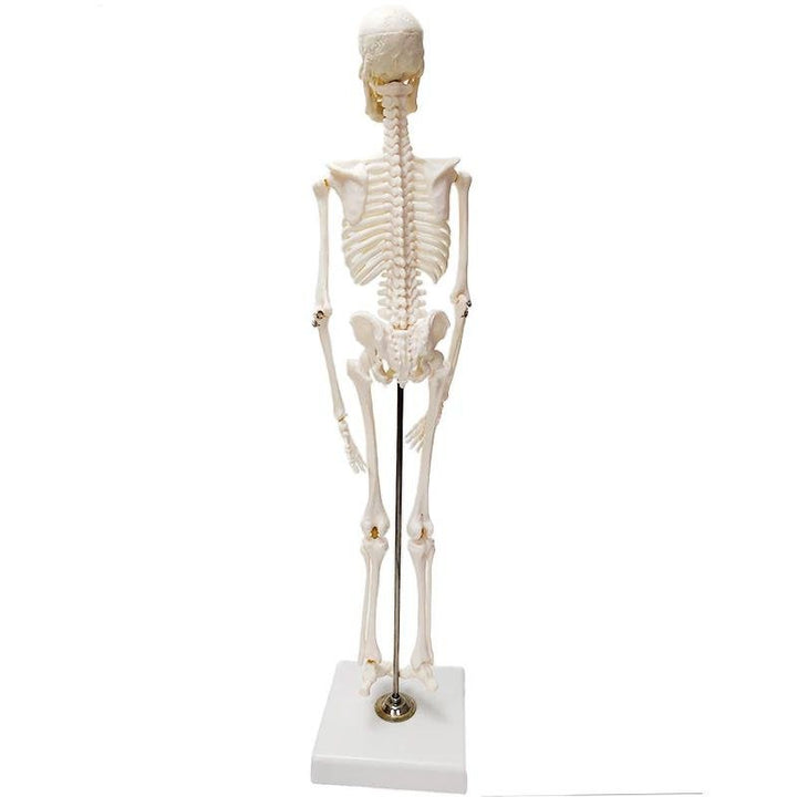 Full Skeleton Model - drtobe