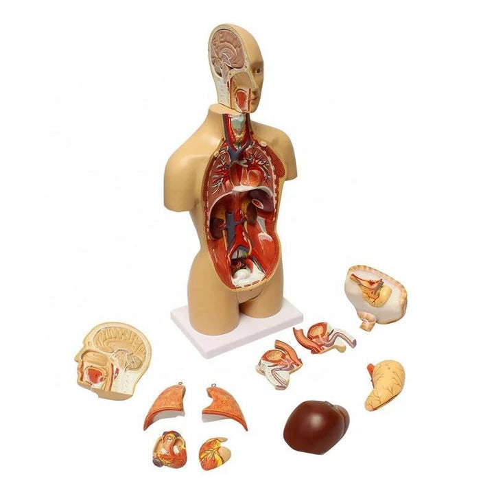 Full System Anatomy Model - drtobe