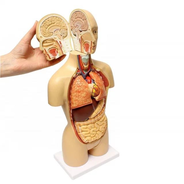 Full System Anatomy Model - drtobe