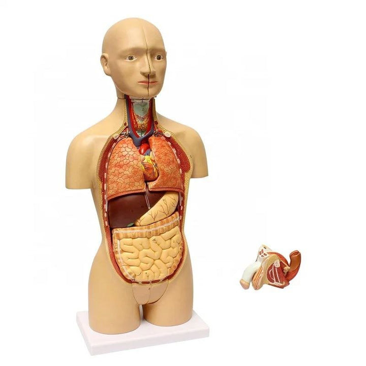 Full System Anatomy Model - drtobe