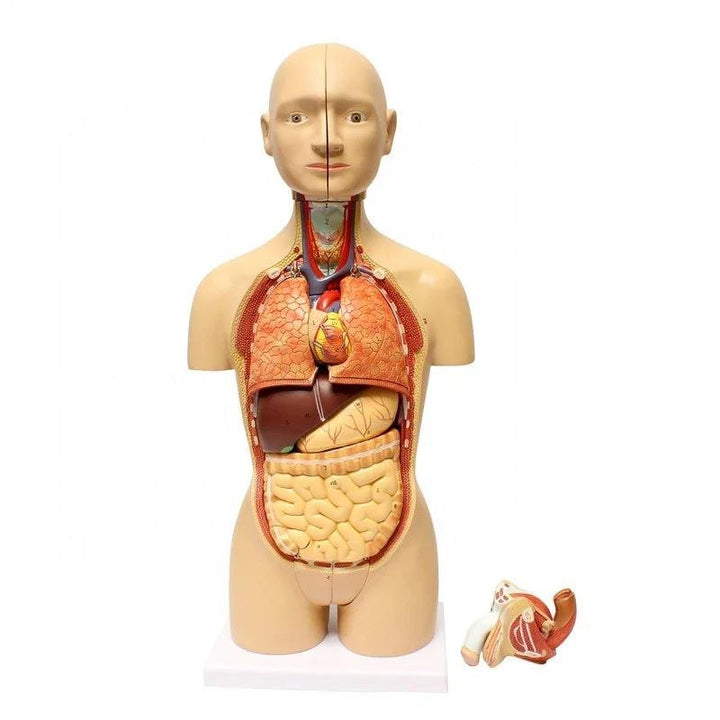 Full System Anatomy Model - drtobe