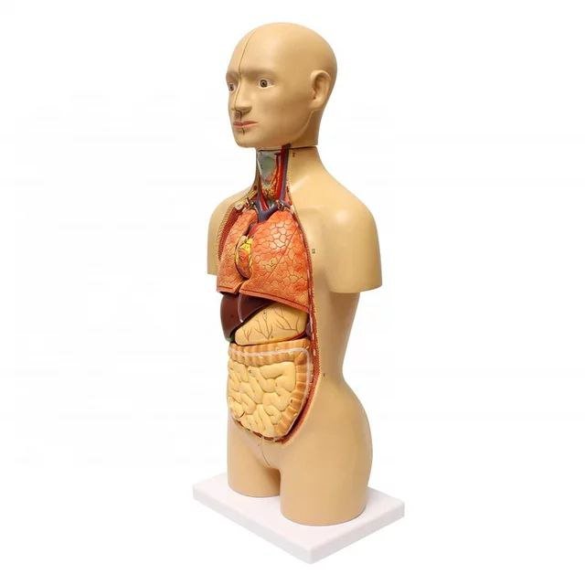 Full System Anatomy Model - drtobe