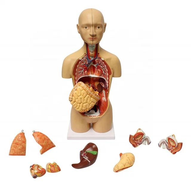 Full System Anatomy Model