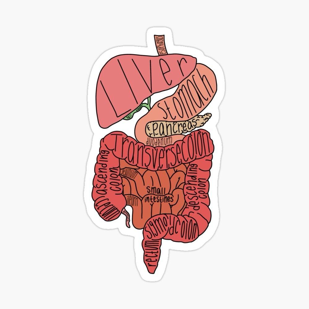 GI System Sticker - drtobe
