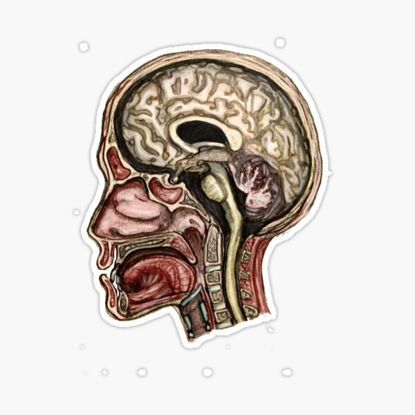 Head Sticker - drtobe