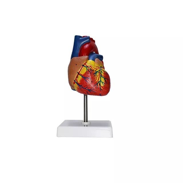 Heart Anatomy Model - drtobe