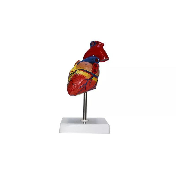 Heart Anatomy Model - drtobe