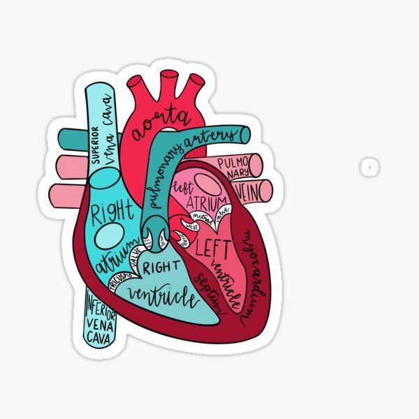 Heart Anatomy Sticker - drtobe