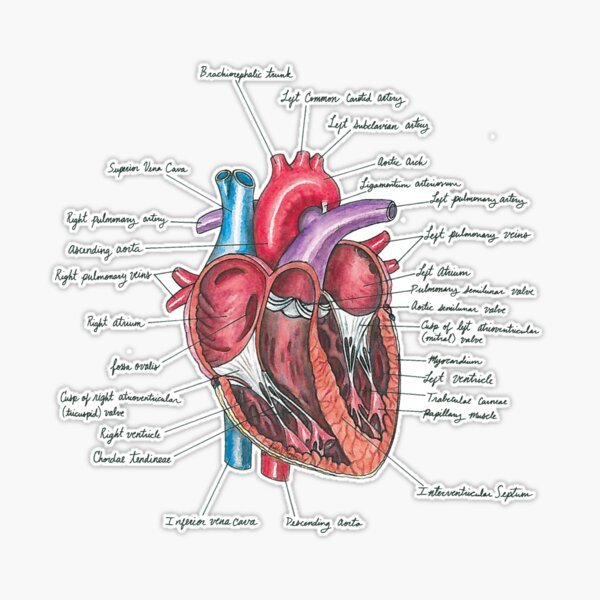 Heart Anatomy Sticker - drtobe