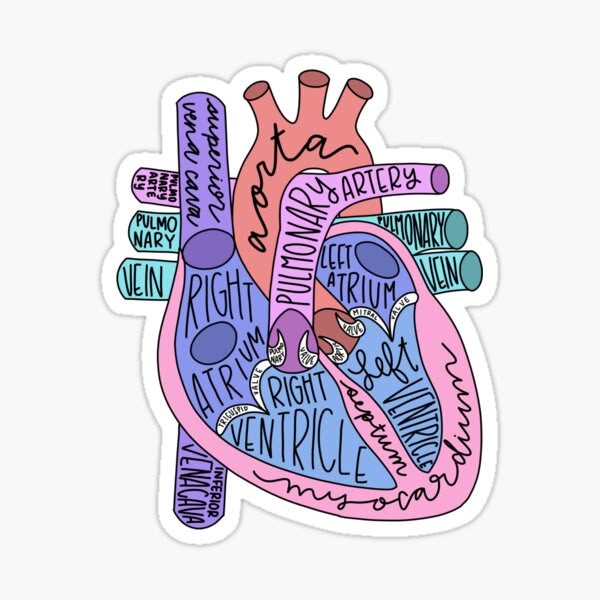 Heart Anatomy Sticker - drtobe