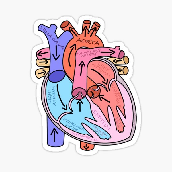 Heart Anatomy Sticker - drtobe