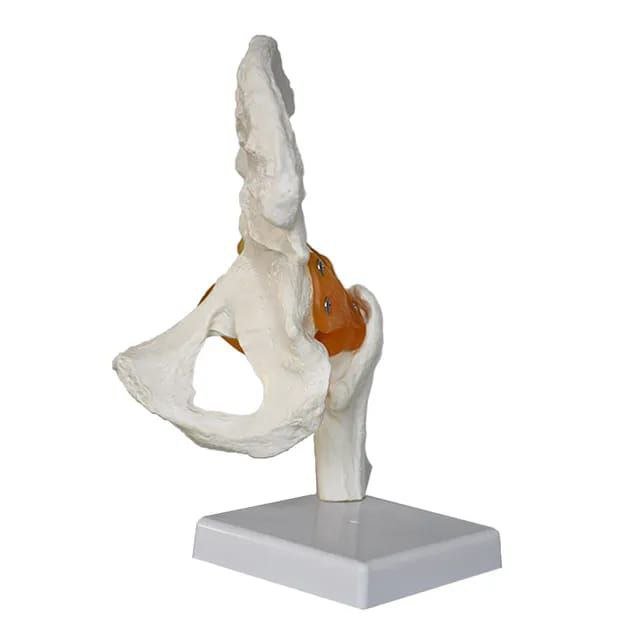 Hip Anatomy Model - drtobe