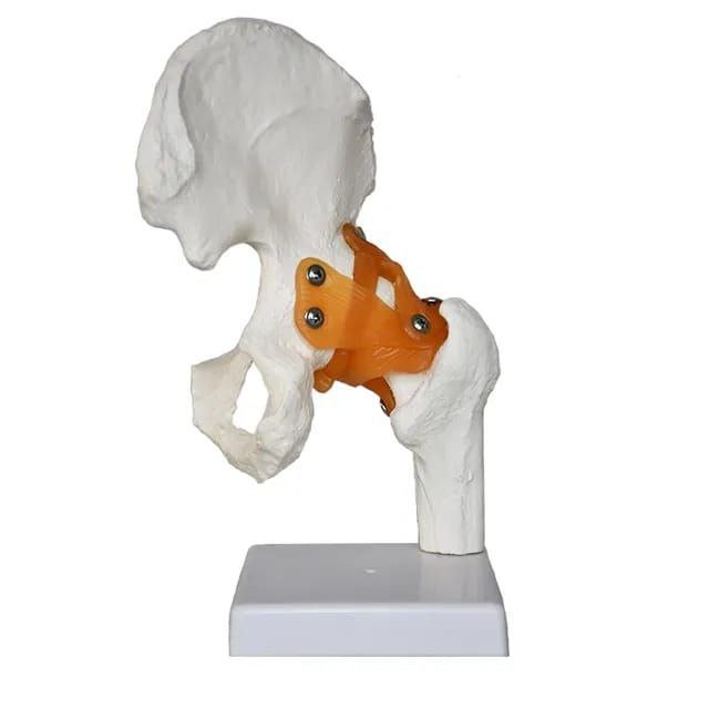 Hip Anatomy Model - drtobe