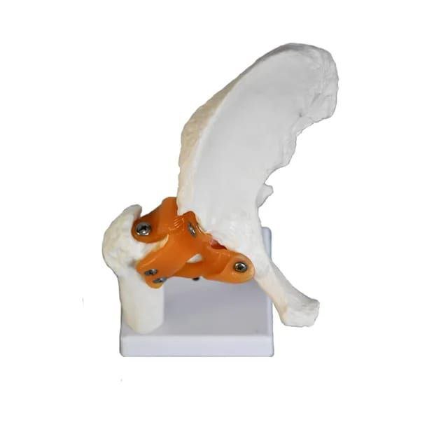 Hip Anatomy Model - drtobe