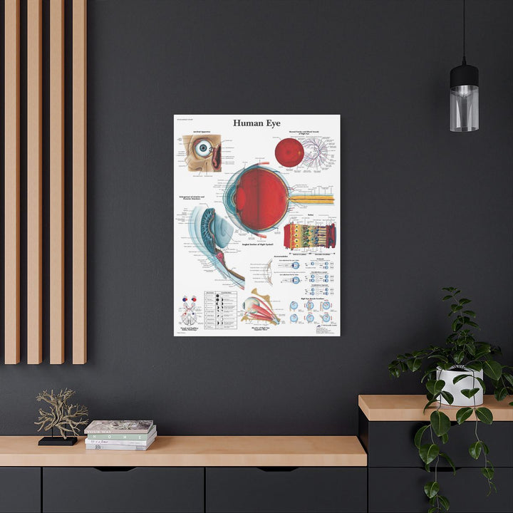 Human Eye Anatomy Canvas - drtobe