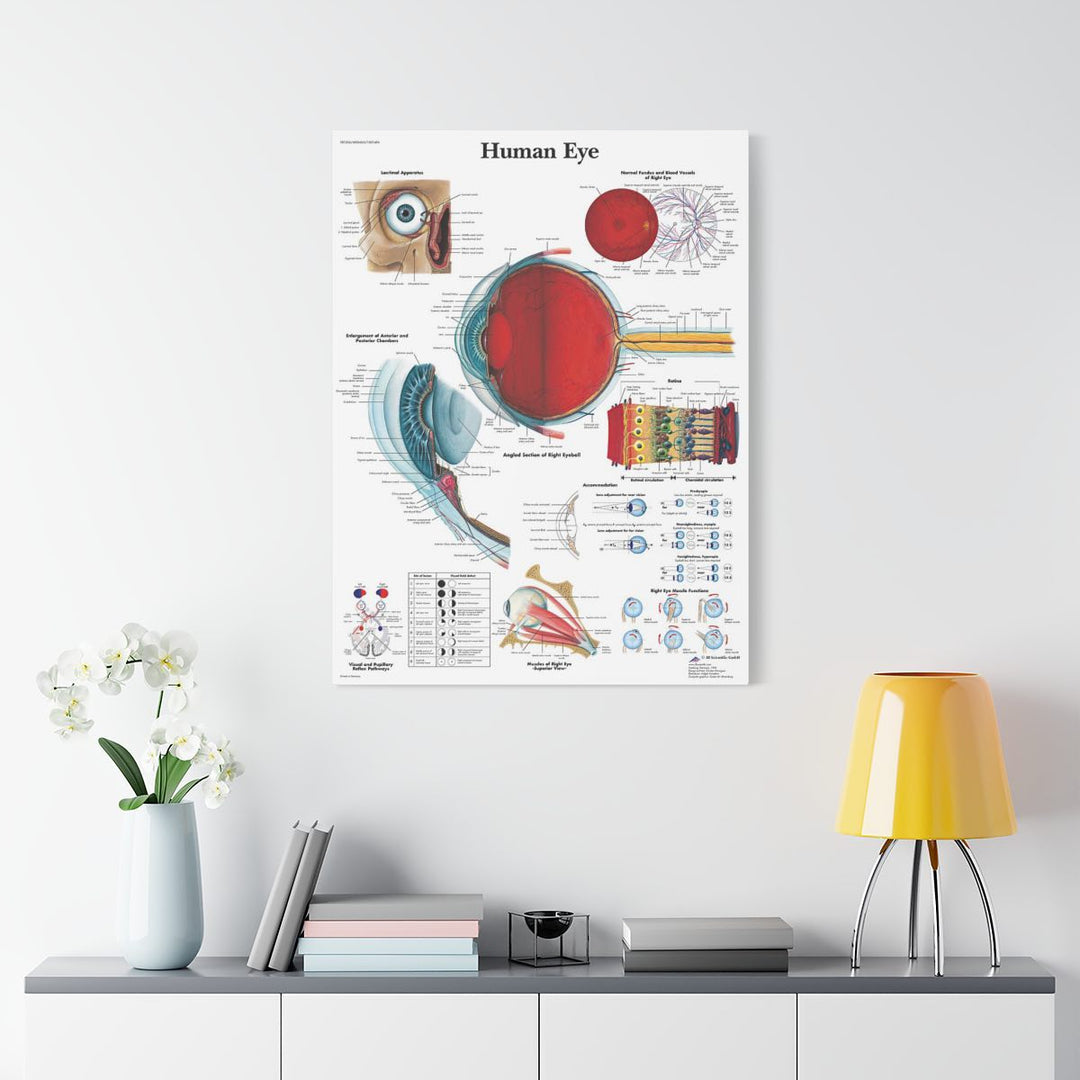 Human Eye Anatomy Canvas - drtobe