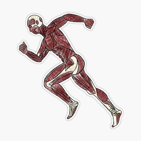 Human Muscles Sticker - drtobe