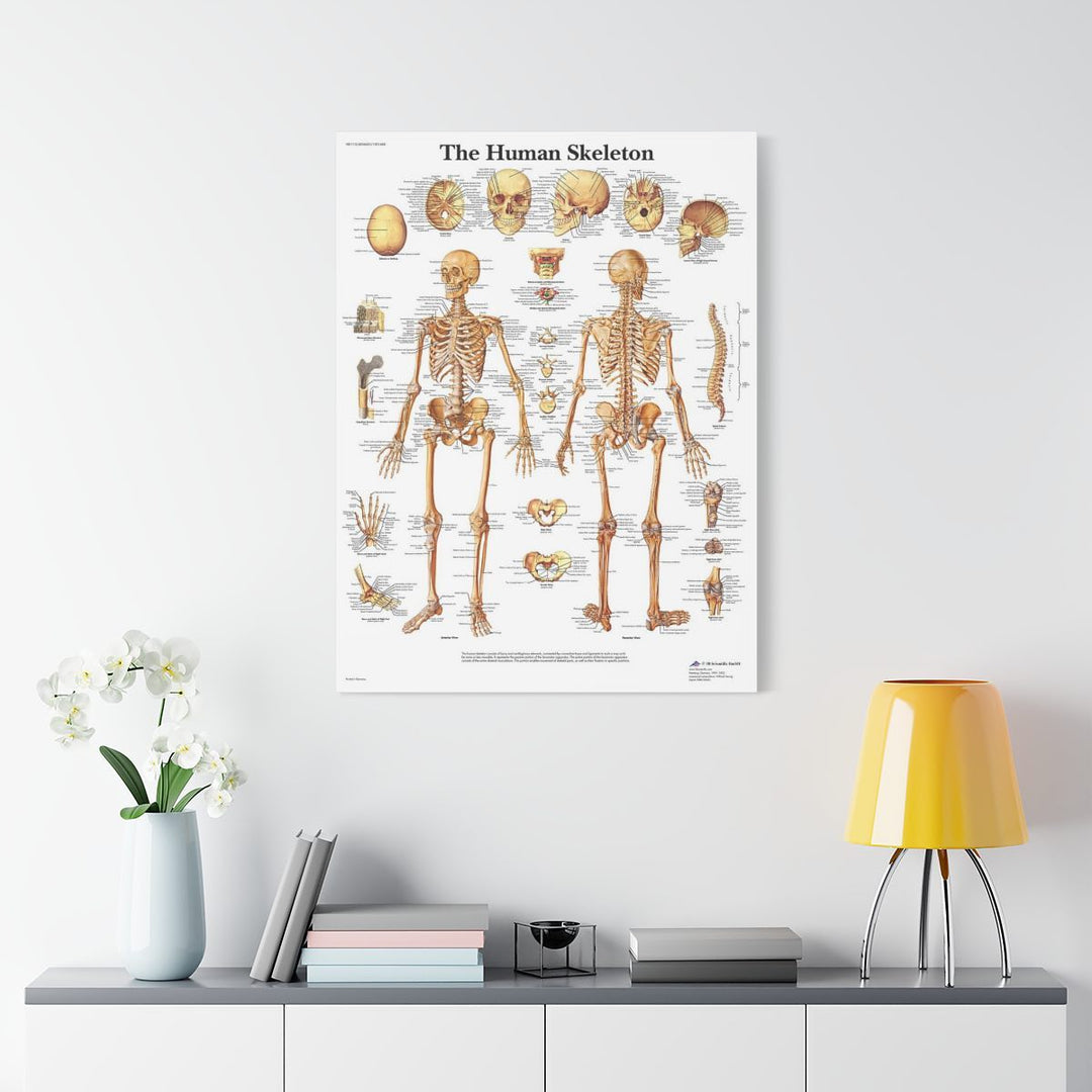Human Skeleton Canva - drtobe