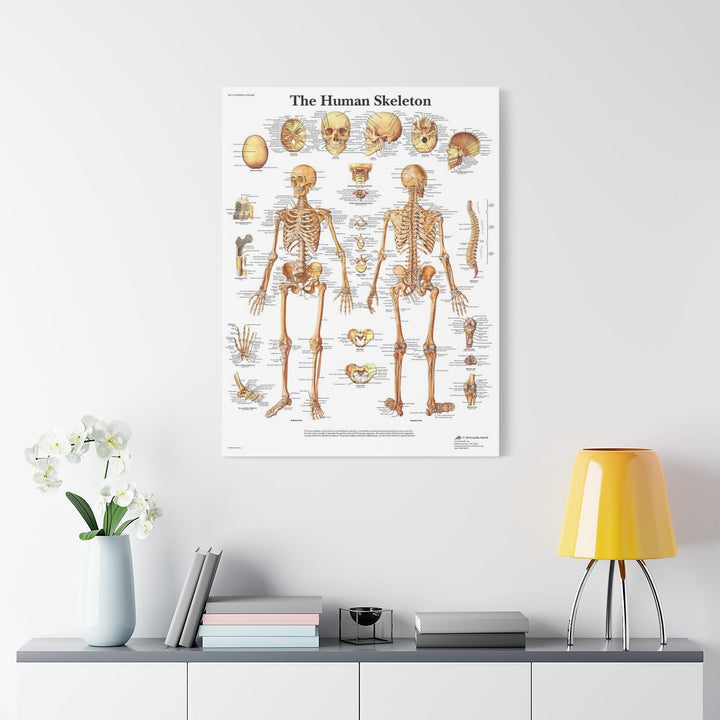 Human Skeleton Canva - drtobe
