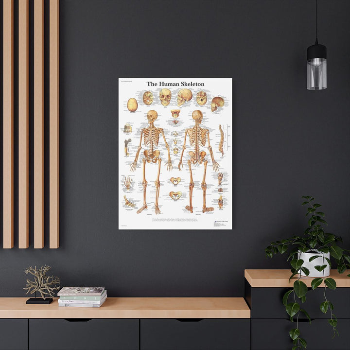 Human Skeleton Canva - drtobe