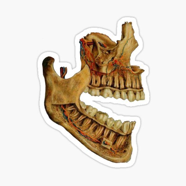 Jaw Bone Sticker - drtobe
