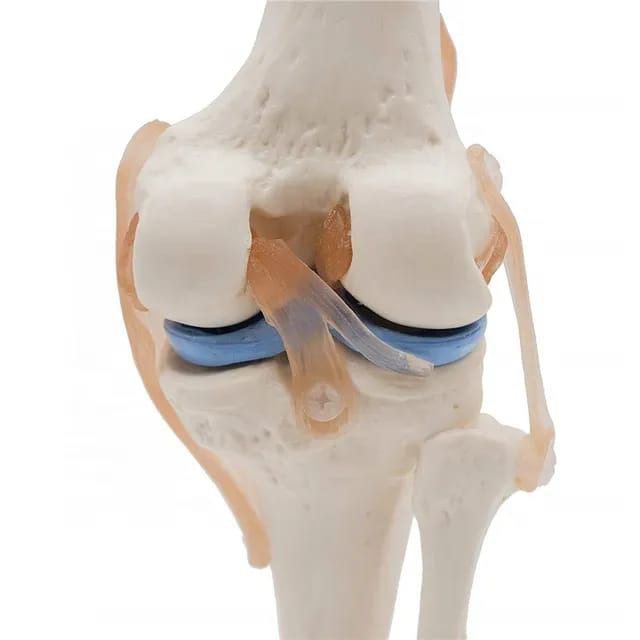 Knee Anatomy Model - drtobe