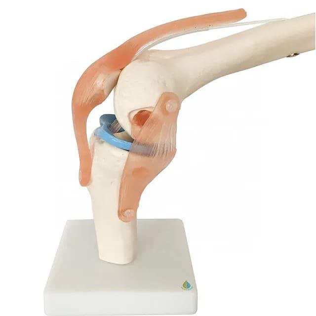 Knee Anatomy Model - drtobe