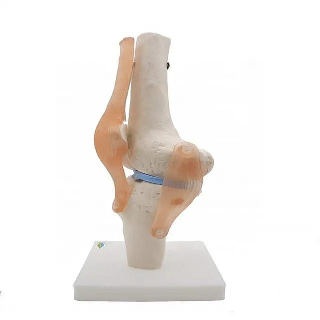 Left Knee Model Knee Anatomy Model – drtobe