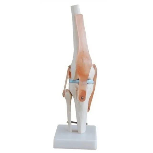 Knee Anatomy Model - drtobe