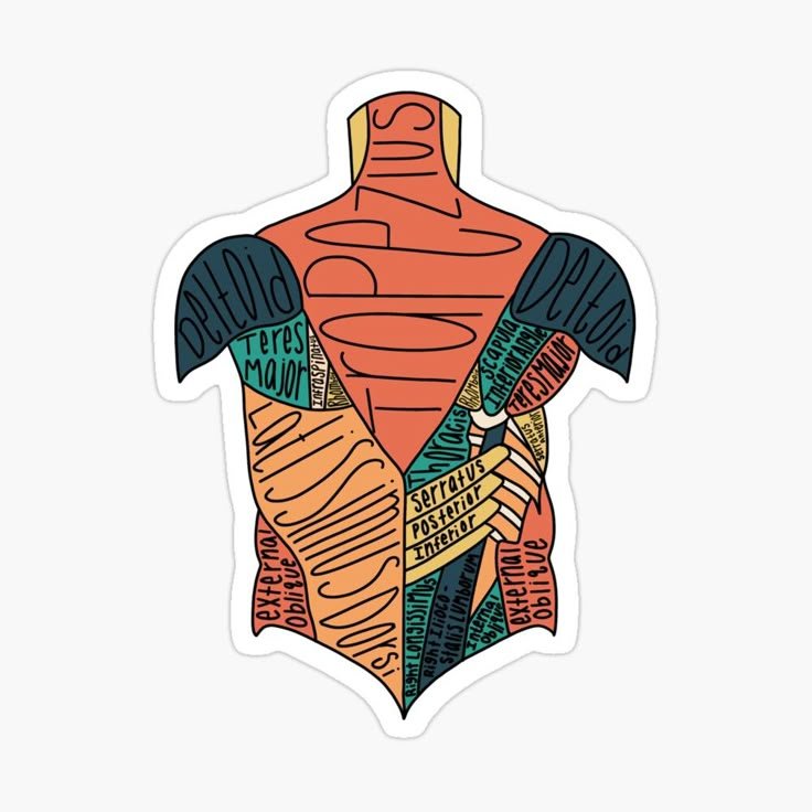 Labeled Back Muscle Anatomy Sticker - drtobe