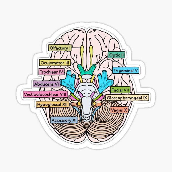 Labeled Brain Anatomy Sticker - drtobe