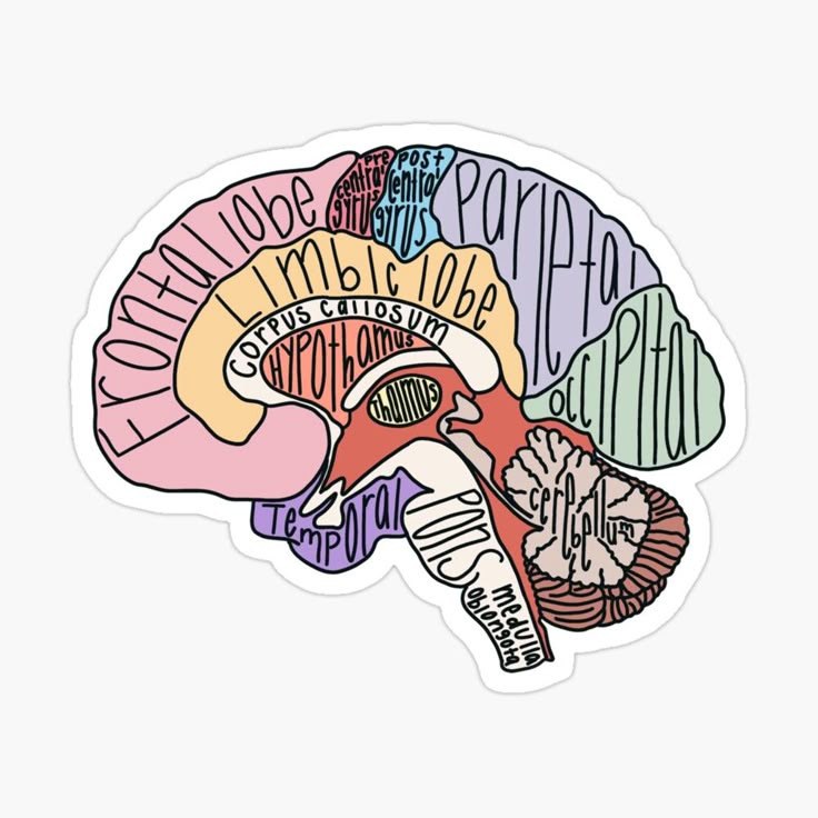Labeled Brain Anatomy Sticker - drtobe
