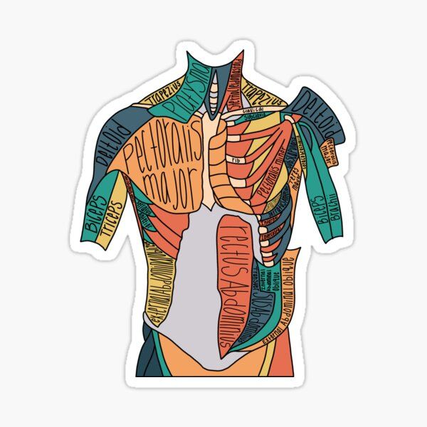 Labeled Front Muscle Anatomy Sticker - drtobe