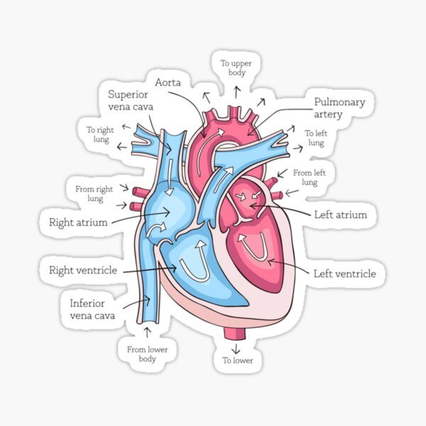 Labeled Heart Anatomy Sticker - drtobe