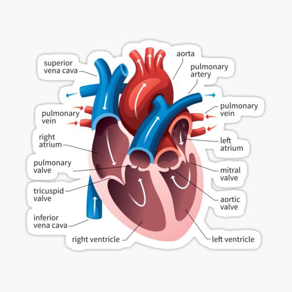 Labeled Heart Anatomy Sticker - drtobe