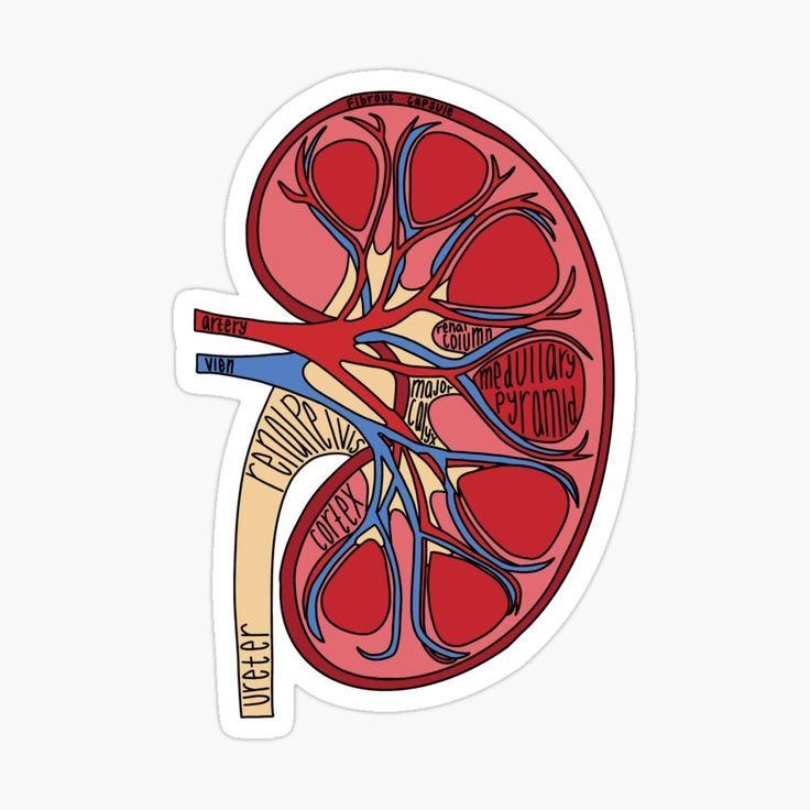 Labeled Kidney Stickers - drtobe