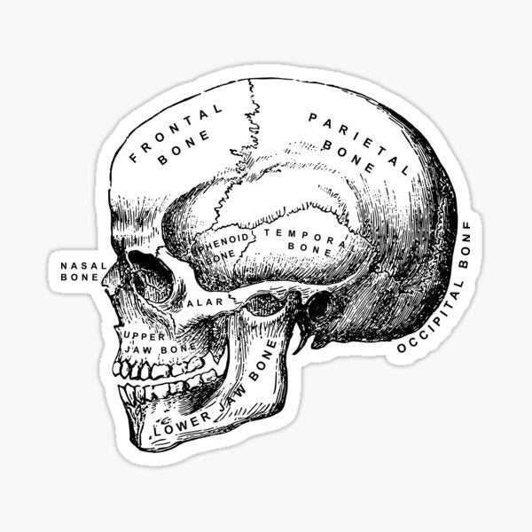 Labeled Skull Sticker - drtobe