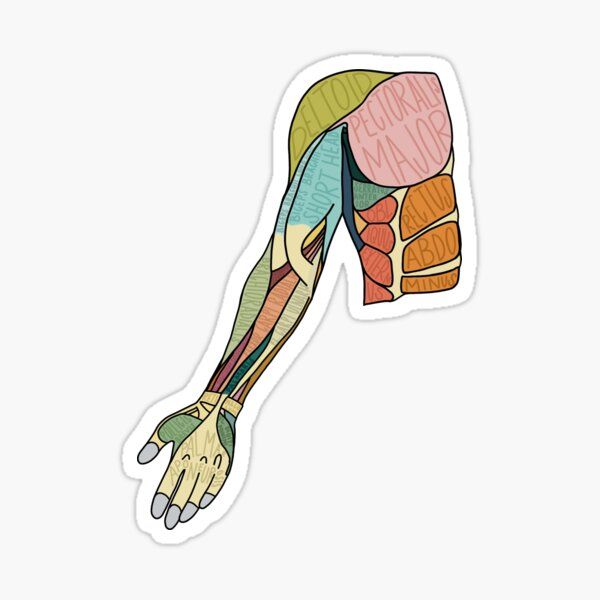 Labeled Upper Limb Anatomy Sticker - drtobe