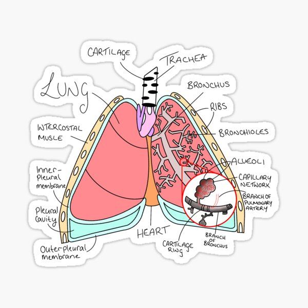 Lung Diaghram Sticker - drtobe