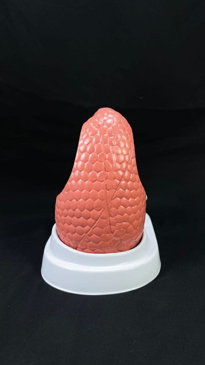 Lungs Anatomy models - drtobe