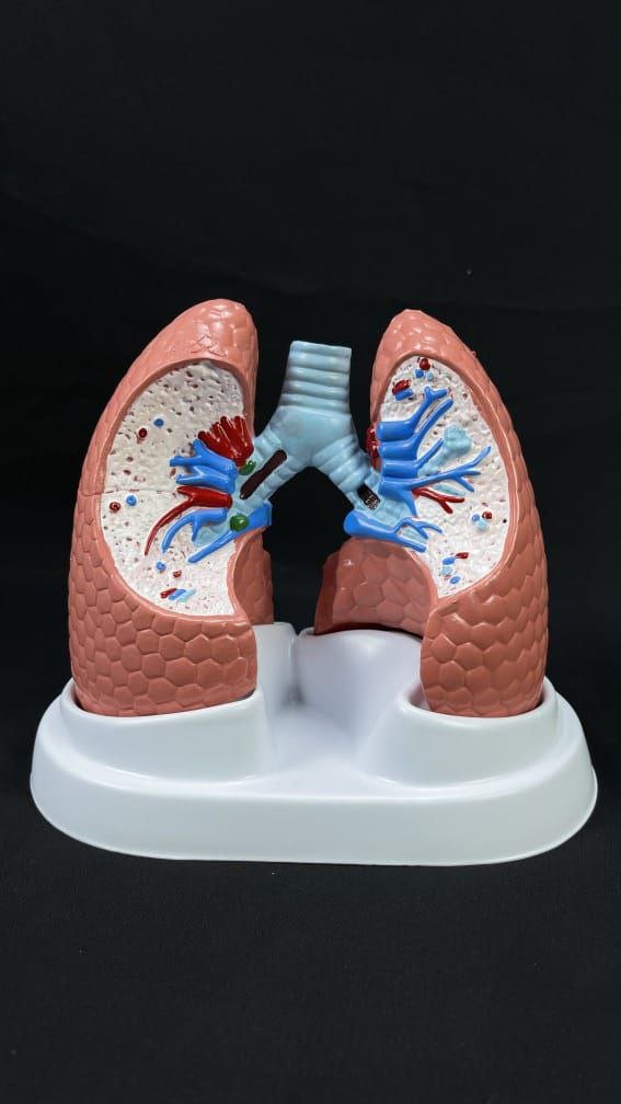 Lungs Anatomy models - drtobe