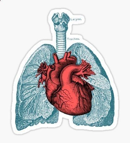 Lungs with Heart Sticker - drtobe