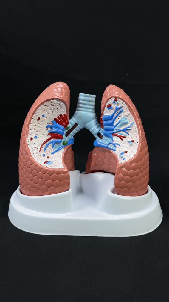 Lungs Anatomy models – drtobe