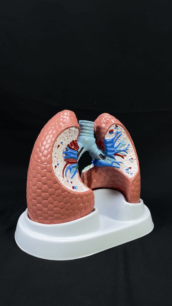 Lungs Anatomy models