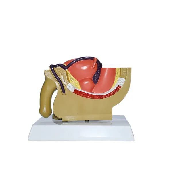 Male Reproductive System Anatomy Model - drtobe