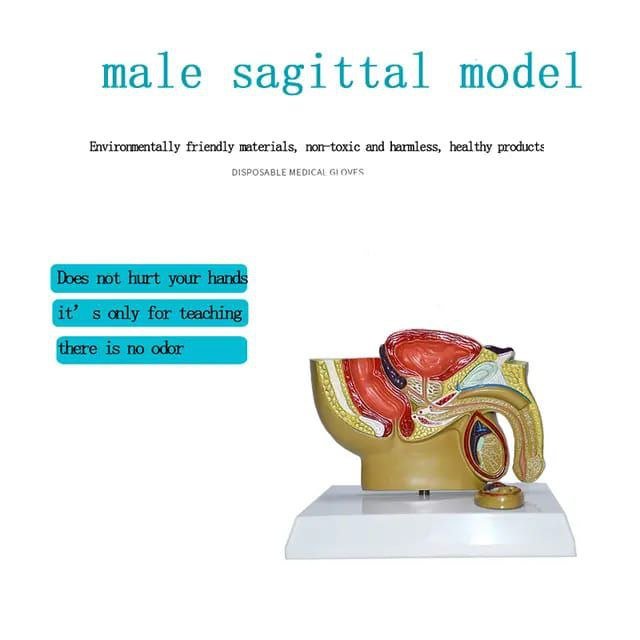 Male Reproductive System Anatomy Model - drtobe