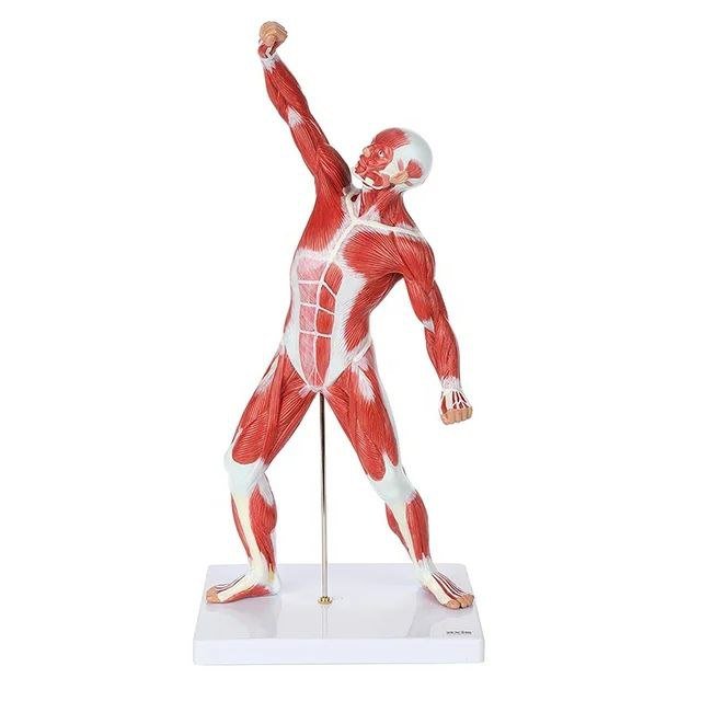 Muscle Anatomy system Model - drtobe